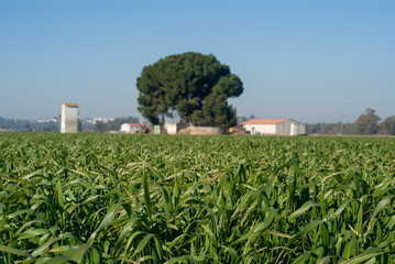 Fototapeta na wymiar Campo de cultivo de trigo con casa al fondo.