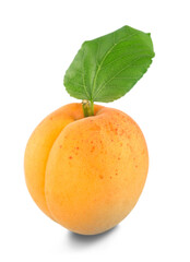Apricot