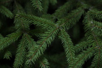 Close up green fluffy fir tree brunch. Holiday bacground. Christmas wallpaper concept. Backdrop for greatin card. Natural texture