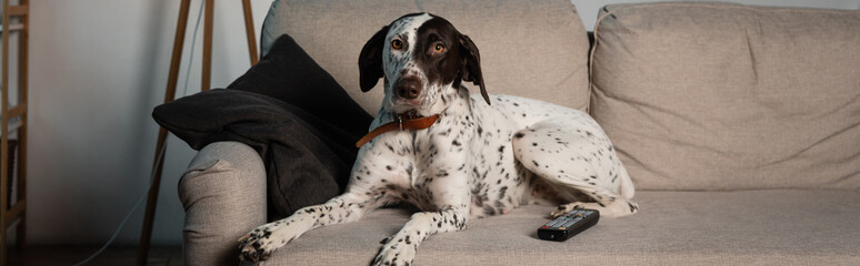 Remote controller near dalmatian dog on couch in living room, banner.