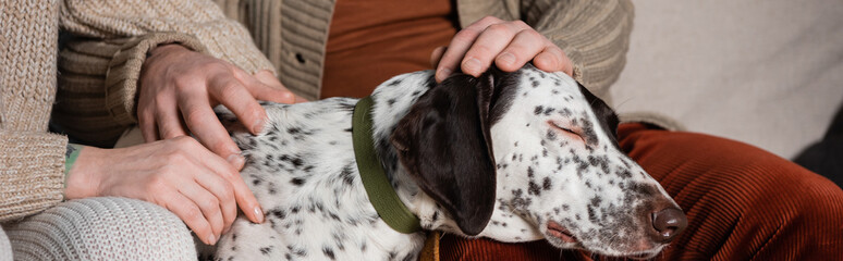 Cropped view of couple petting dalmatian dog in living room, banner.