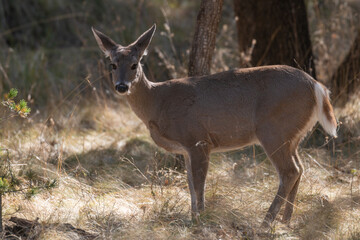 Obraz na płótnie Canvas Coues Whitetail Deer Doe in Arizona