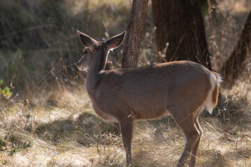 Naklejka na ściany i meble Coues Whitetail Deer Doe in Arizona