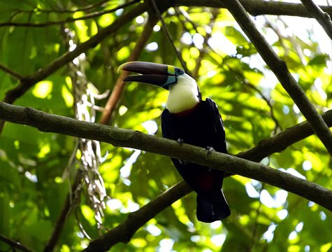 The white-throated toucan (Ramphastos tucanus) Ramphastidae family. Amazon rainforest, Brazil.
