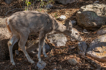 Coues Whitetail Deer Doe in Arizona