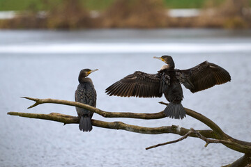 Two Great Cormorants (Phalacrocorax Carbo) resting on a branch in front of a lake and drying his wings. Natural waterbird habitat.