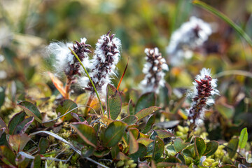 Close-up Of Plants Growing On arctic valley, Akshayuk Pass, Buffin Island, Canada
