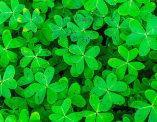 green garden clover texture closeup, forest nature background pattern of shamrock, spring fresh trefoil green ground backdrop macro