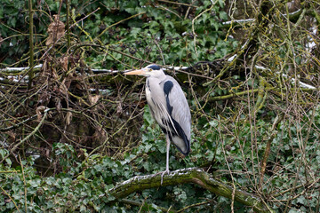 Grey heron (Ardea cinerea) resting on a branch in front green bushes