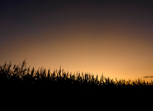 Cornfield Silhouette At The End Of The Day, Sunset