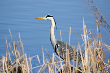 A Grey Heron (Ardea cinerea) wading trough reed in a lake looking for fish. Heron in natural wildlife habitat.
