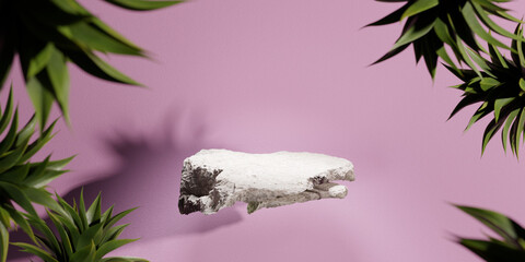 Agave plants around focus area of copy space in front of pink textured wall with couple of rock as product stage. Copy space. Advertisement possibilities.