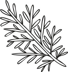 Hand Drawn rosemary leaves illustration in doodle style