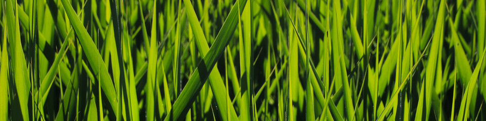 Obraz premium Green grass, nature background.