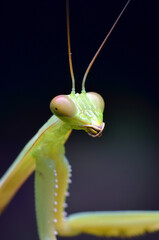 green praying mantis