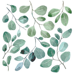 watercolor set with tropical eucalyptus leaves on a white background. simple abstract print with green leaves