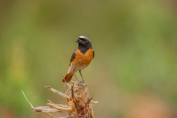 redstart, phoenicurus phoenicurus, male, perched on the branch of a tree in a forest in the summer in the uk