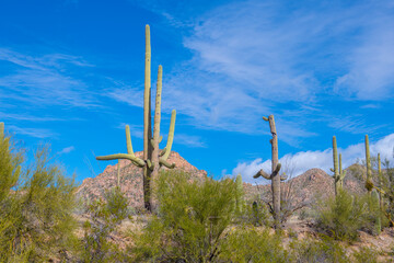 Giant saguaro cactus on Sonoran Desert landscape in Tucson Mountain District in Saguaro National Park in city of Tucson, Arizona AZ, USA. 