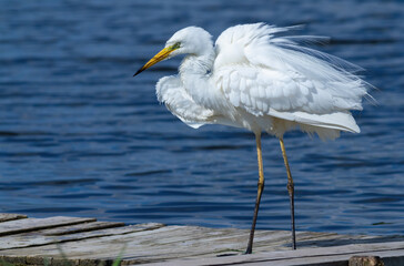 Great egret, Ardea alba. The bird shakes and spreads its feathers