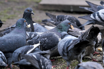 City pigeons close-up