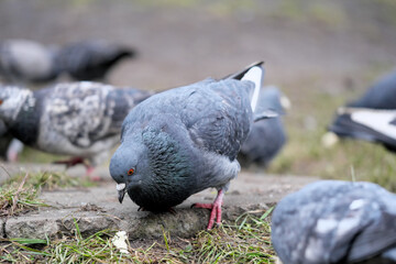 City pigeons close-up