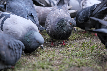 City pigeons close-up