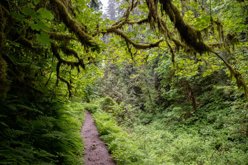 Latourel Falls Lush Trail in the Columbia River Gorge in Oregon & Washington