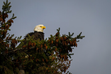 2023-02-01 A MATURE BALD EAGLE PERCHED IN A PINE TREE ON ALERT ON CAMANO ISLAND WASHINGTON