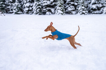 Young Cirneco dell'Etna bounding through the snow.  The young puppy is playing in deep snow.  The...