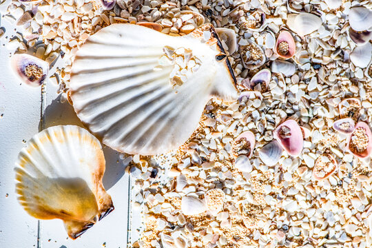 Close-up of seashells, pebbles and sand on a wooden deck in summer sunlight