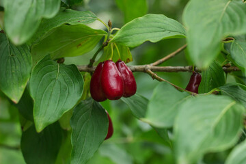Red ripe dogwoods Cornus fruits on a fruit tree in the organic garden on a blurred background of...