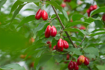 Red ripe dogwoods Cornus fruits on a fruit tree in the organic garden on a background. Eco-friendly products, rich fruit harvest. Selective soft focus. Close up macro