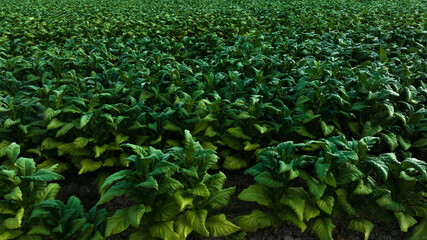 Fototapeta premium Agricultural tobacco green leaves and texture plantation farmland. aerial view