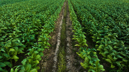 Fototapeta na wymiar Agricultural tobacco green leaves and texture plantation farmland. aerial view