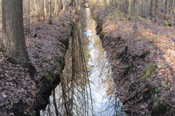 A small brook or stream or creek in a forest with trees reflecting in the water