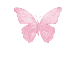 butterfly on white background