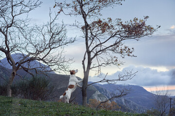 the dog put its paws on the tree. Little jack russell terrier in nature. pet on a walk