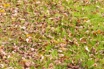 Autumn fallen leaves on a green lawn on a sunny clear day. Autumn.