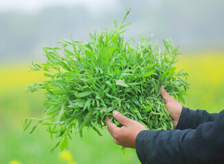 Edible grass pea