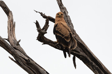 Aigle pomarin,.Clanga pomarina, Lesser Spotted Eagle