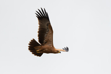 Aigle pomarin,.Clanga pomarina, Lesser Spotted Eagle
