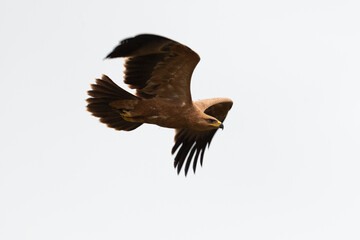Aigle pomarin,.Clanga pomarina, Lesser Spotted Eagle