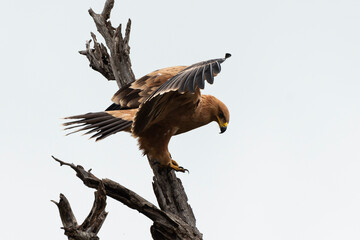 Aigle pomarin,.Clanga pomarina, Lesser Spotted Eagle