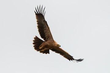 Aigle pomarin,.Clanga pomarina, Lesser Spotted Eagle