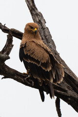 Aigle pomarin,.Clanga pomarina, Lesser Spotted Eagle