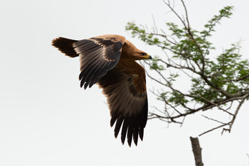 Aigle pomarin,.Clanga pomarina, Lesser Spotted Eagle