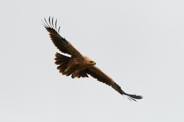 Aigle pomarin,.Clanga pomarina, Lesser Spotted Eagle