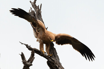 Aigle pomarin,.Clanga pomarina, Lesser Spotted Eagle