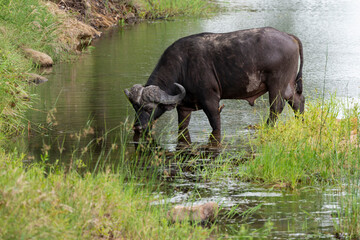 Buffle d'Afrique, Syncerus caffer, Parc national Kruger, Afrique du Sud