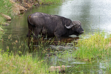 Buffle d'Afrique, Syncerus caffer, Parc national Kruger, Afrique du Sud